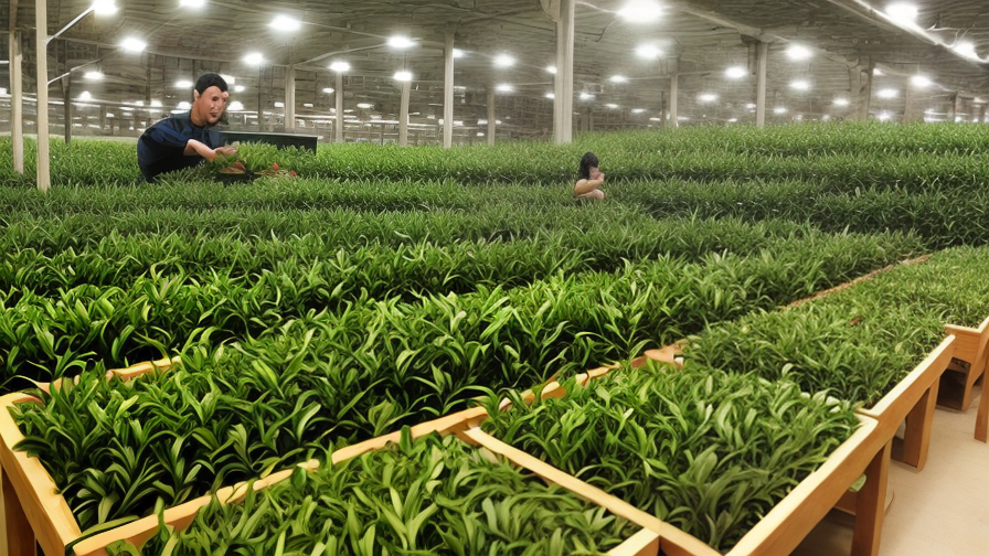 Tea Manufacturing