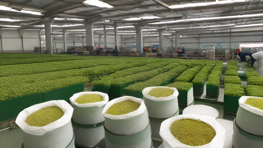 Tea Manufacturing