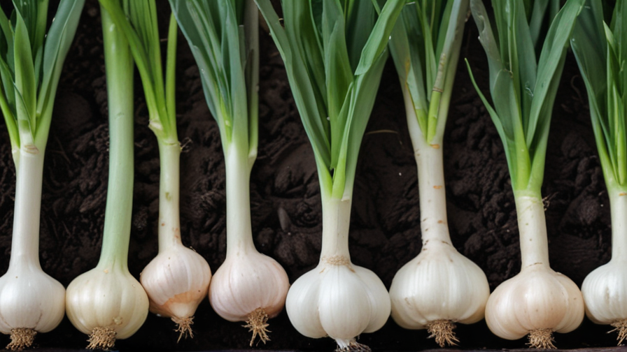 when to grow garlic in melbourne