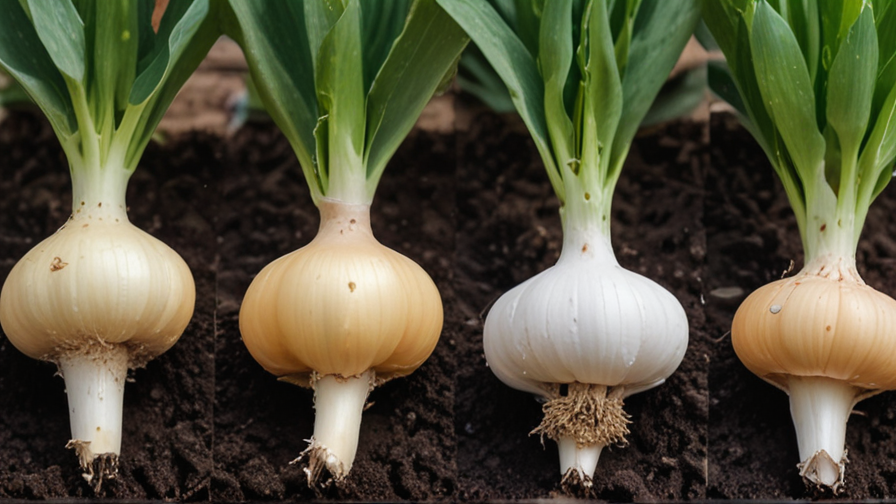 when to grow garlic in texas