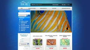 Blue Zoo Aquatics - Strawberry Dottyback