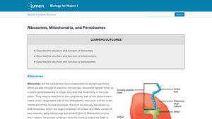 Lumen Learning - Ribosome Function