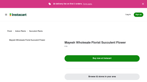 Mayesh Wholesale Florist - Succulent Flower (4 in)