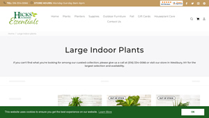 Hicks Nurseries - Dracaena Massangeana Cane