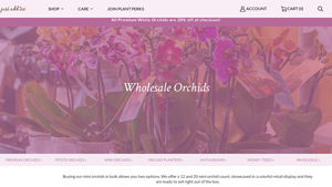 Just Add Ice® - Wholesale Mini Orchids