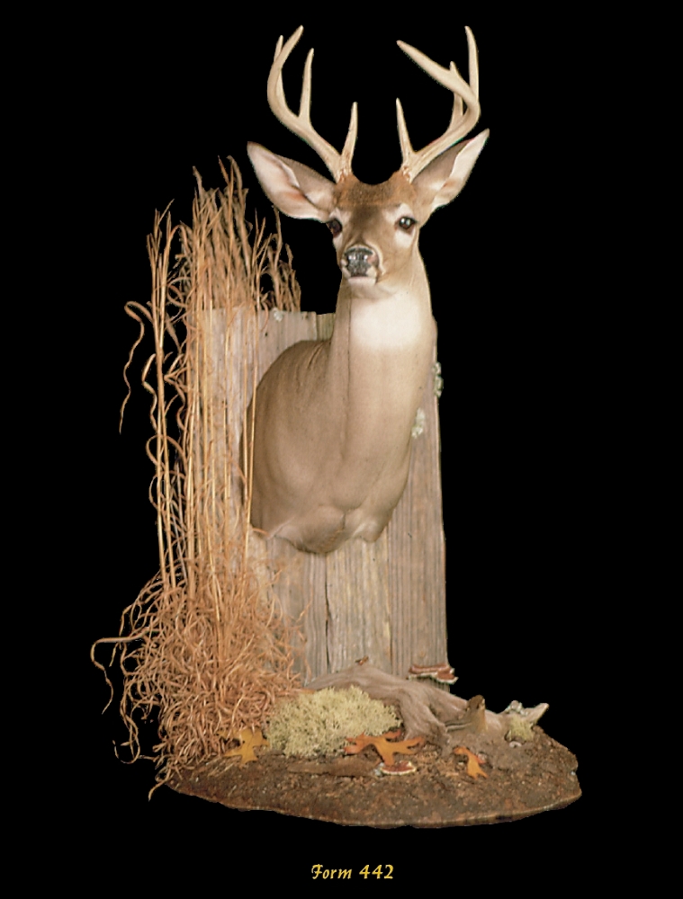 A stock image illustrating taxidermy supplies concepts