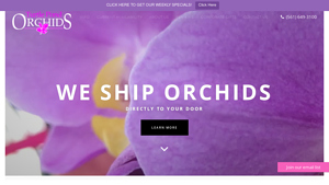 Turtle Pond - Wholesale Orchids