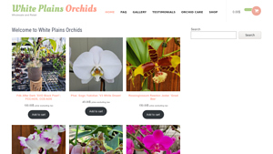White Plains Orchids - Fdk After Dark ‘SVO Black Pearl’
