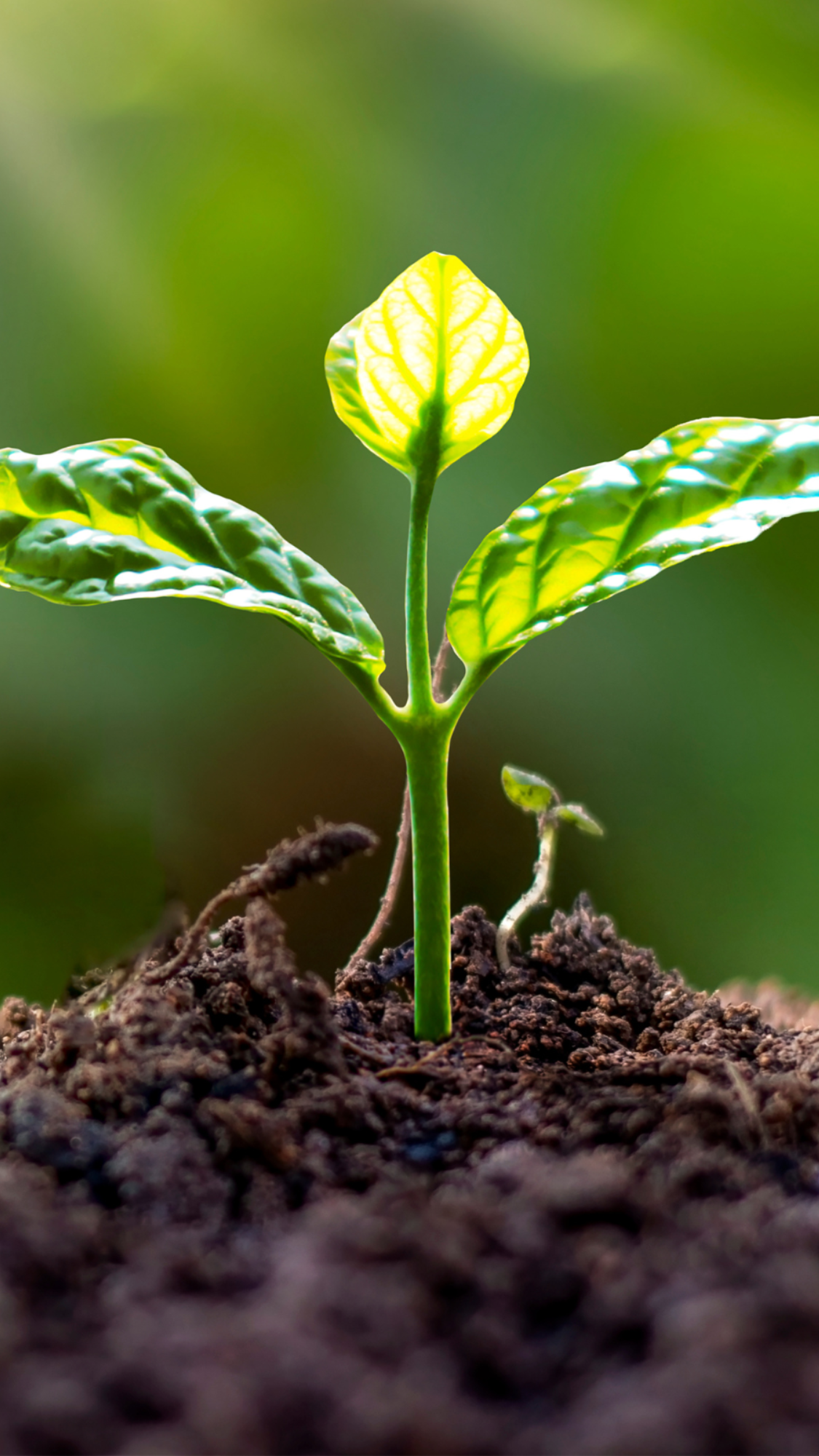 A stock image illustrating wholesale plant nursery supplies concepts