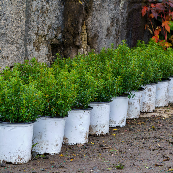A stock image illustrating wholesale plant nursery supplies concepts