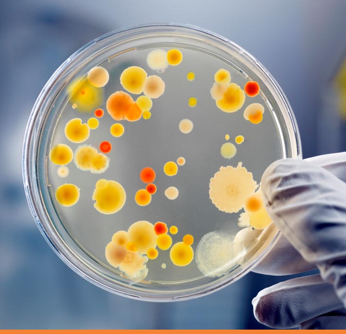 A Leading Manufacturer of Agar