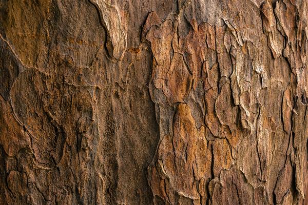 Bark from MTE