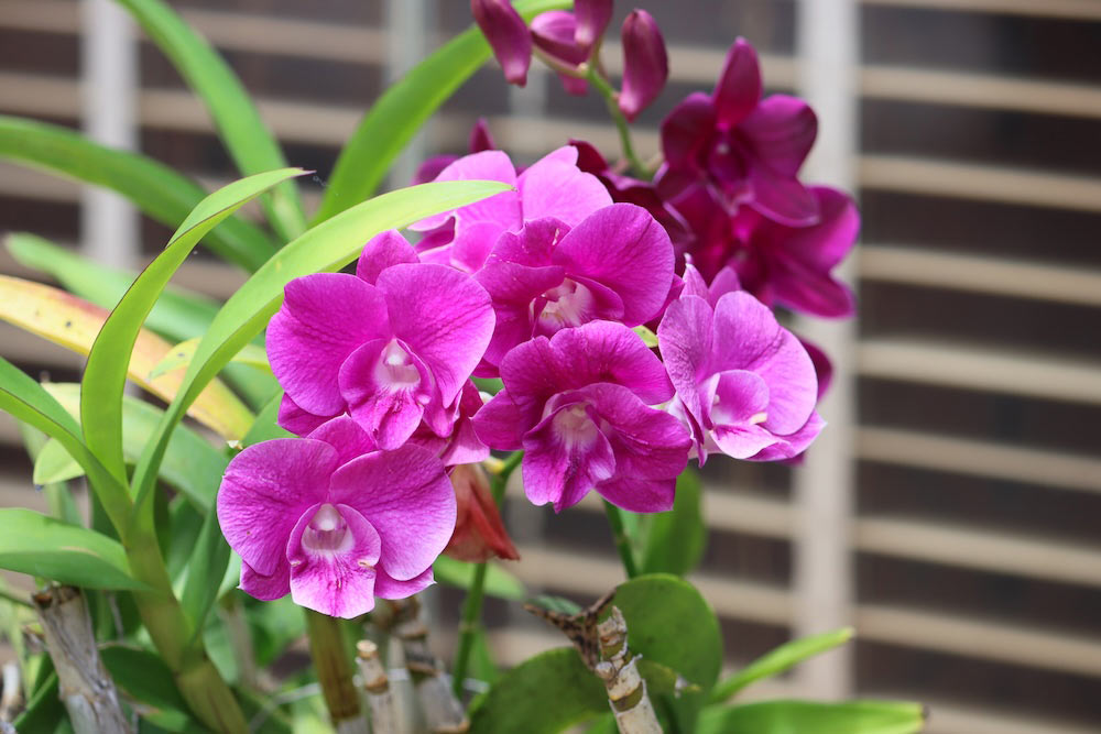 BB Orchids