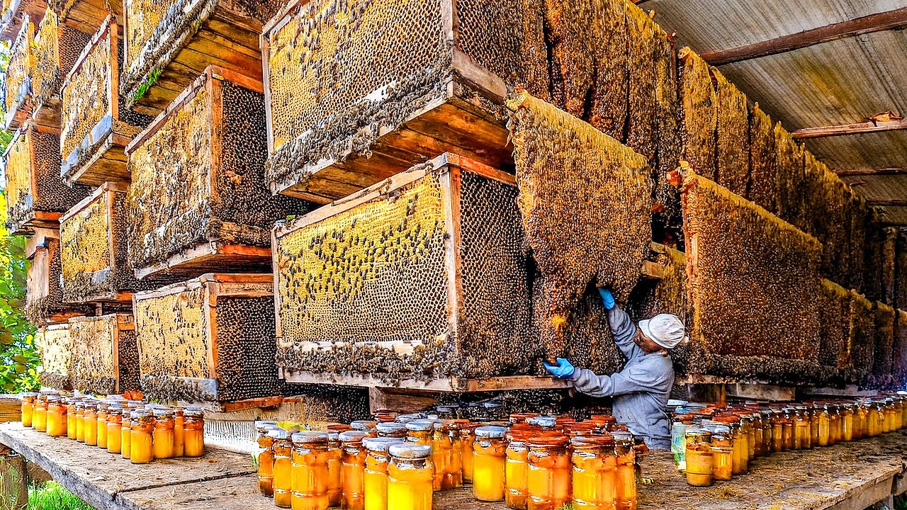 Bee industry insight