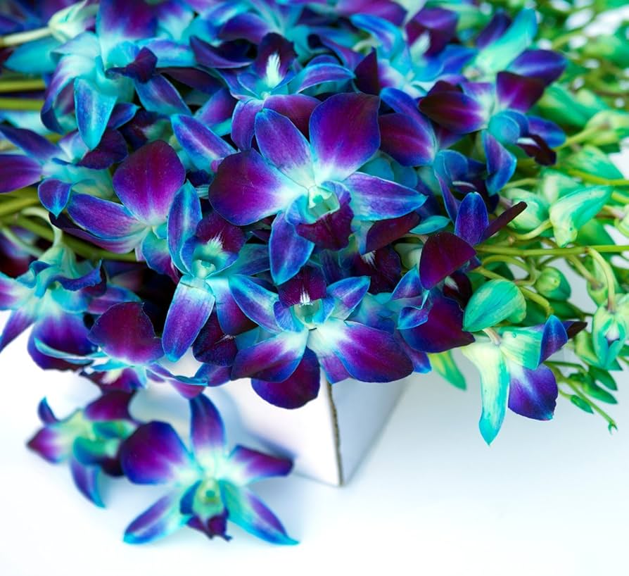 Blue Orchid Thailand