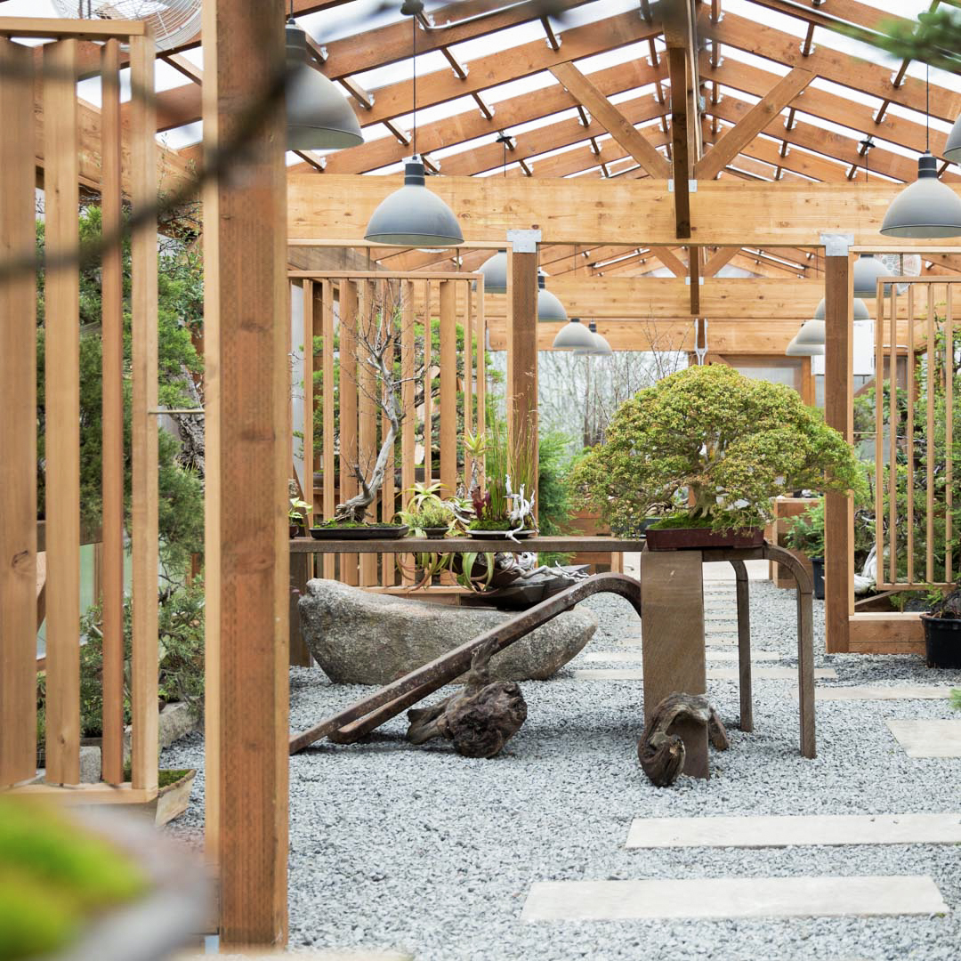 Bonsai Mirai