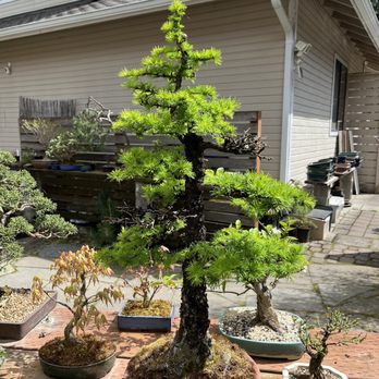 Bonsai Northwest