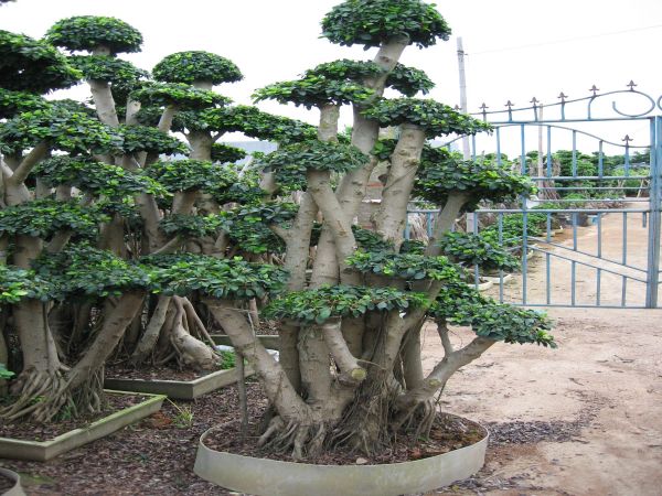 Bonsai Plant industry insight