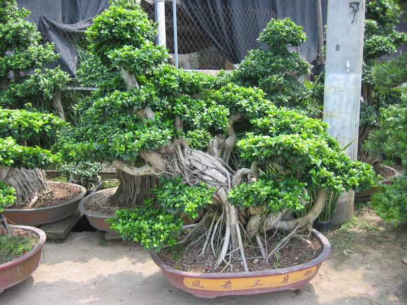 Bonsai Plant industry insight