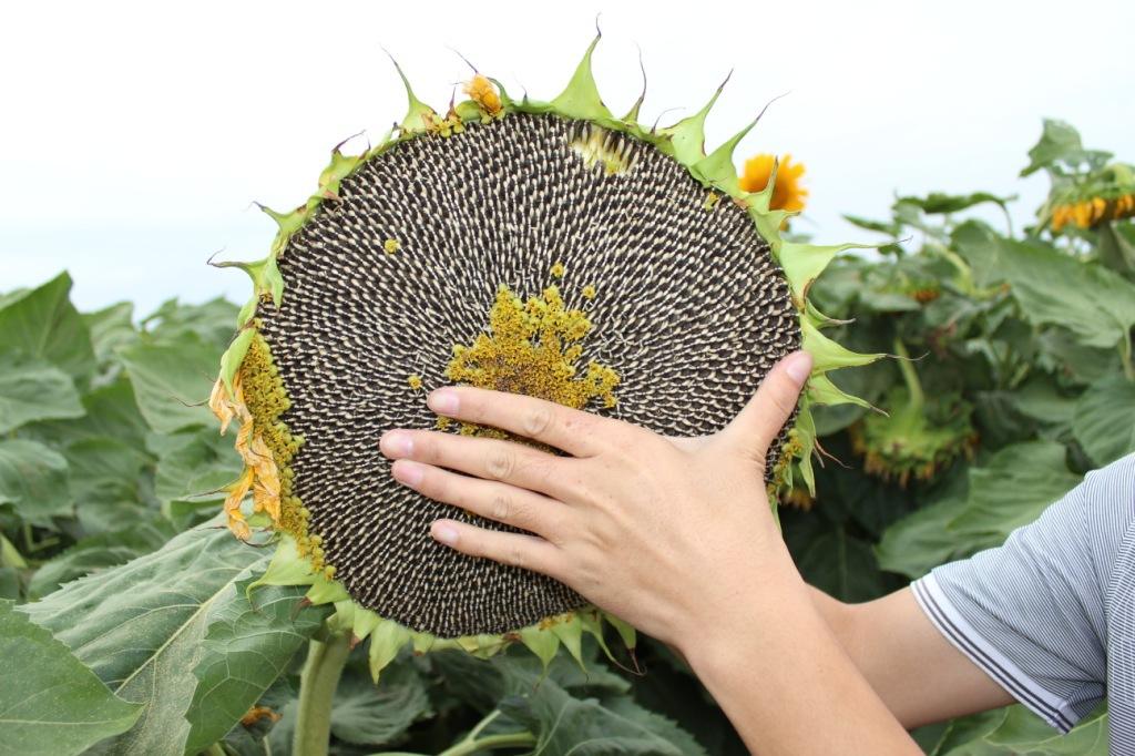 Breeding, production, and supply chain of confection sunflower in ...