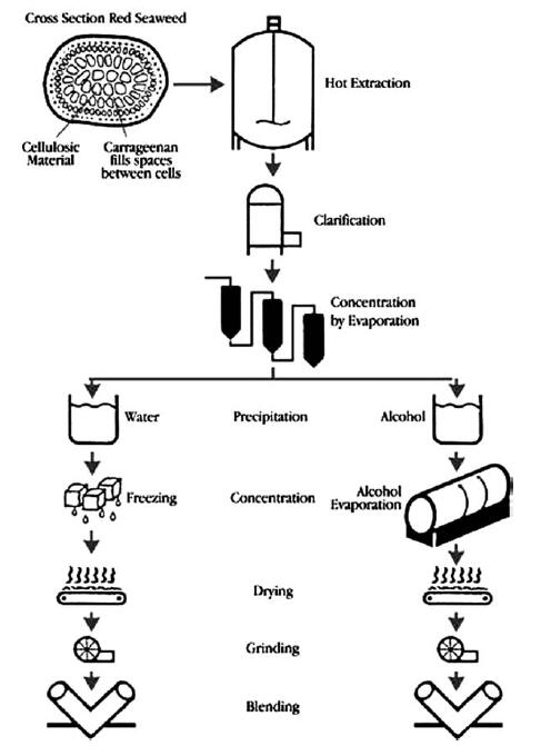 Carrageenan industry insight