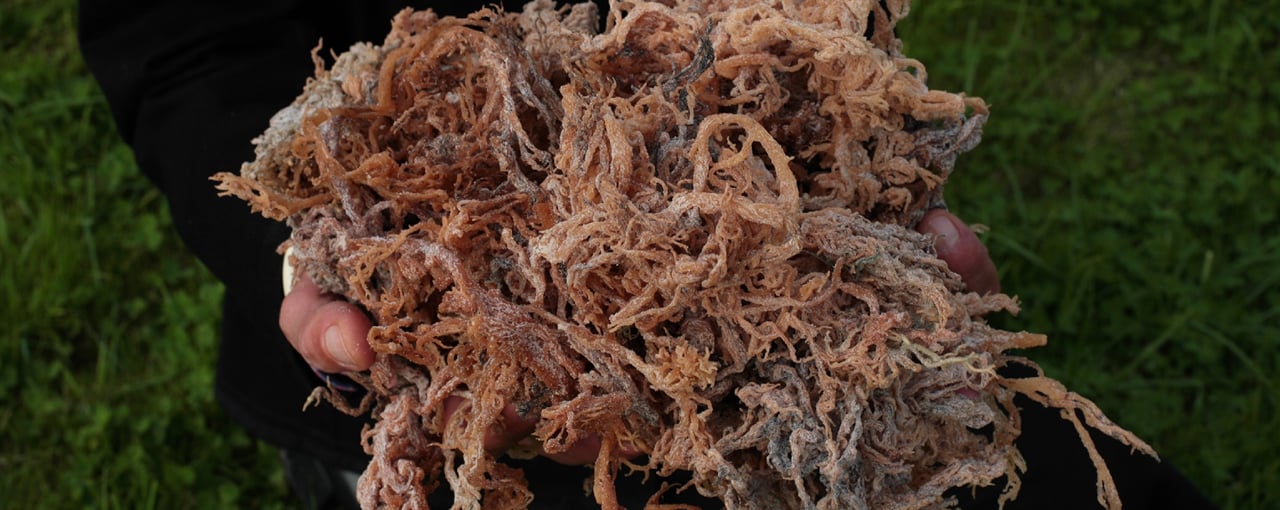 Carrageenans – Gelling and Thickening Extracts