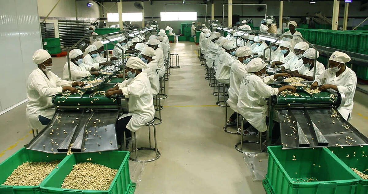 Cashew industry insight