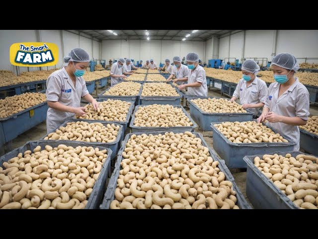 Cashew industry insight
