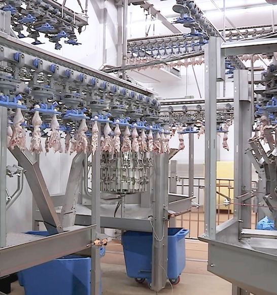 Chicken industry insight