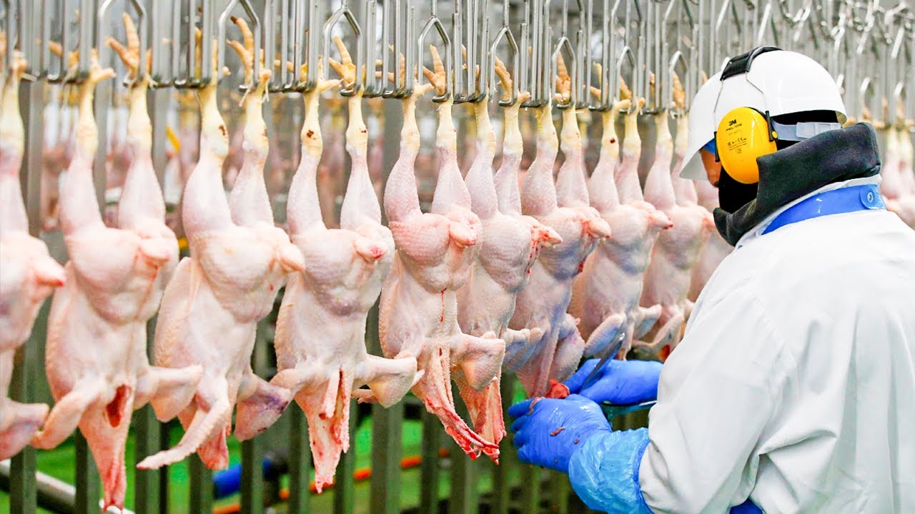 Chicken industry insight