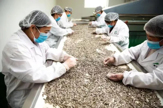 China 2868 Sunflower Seeds industry insight