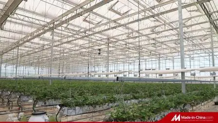 China 30 X 100 Greenhouse industry insight