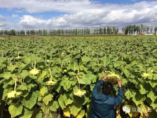 China 363 Sunflower Seeds industry insight