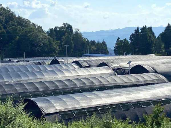 China 4 Seasons Greenhouse industry insight