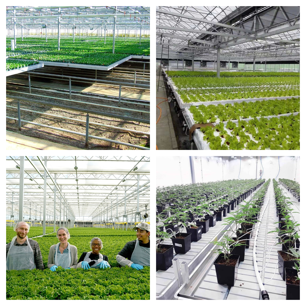 China Leaf Vegetable Greenhouse Manufacturers and Suppliers
