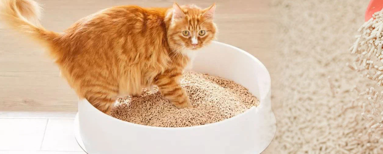 - China's Best Cat Litter®