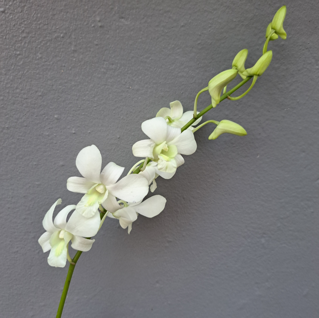 Dendrobium Orchid Thailand industry insight