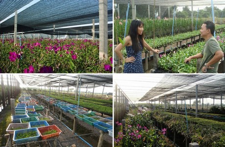 Dendrobium Orchid Thailand industry insight