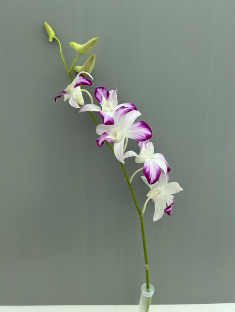 Dendrobium Orchid Thailand industry insight