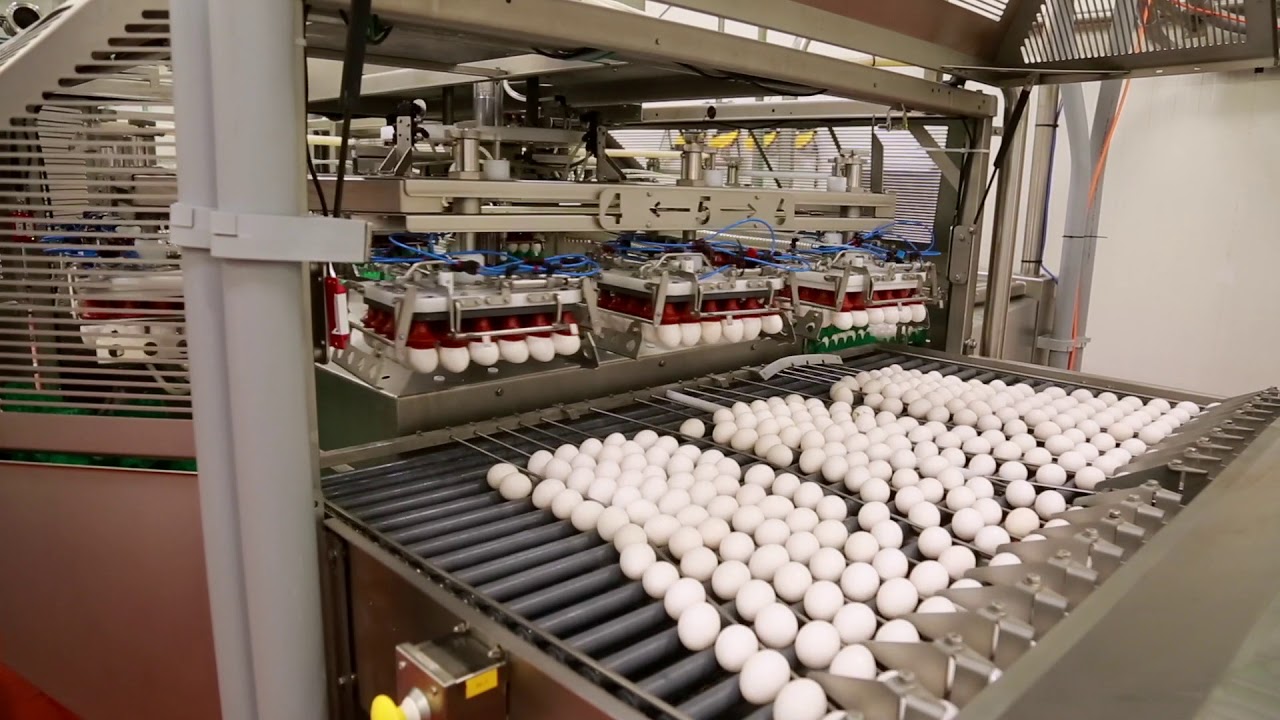 Egg industry insight