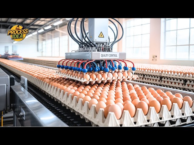 Egg industry insight