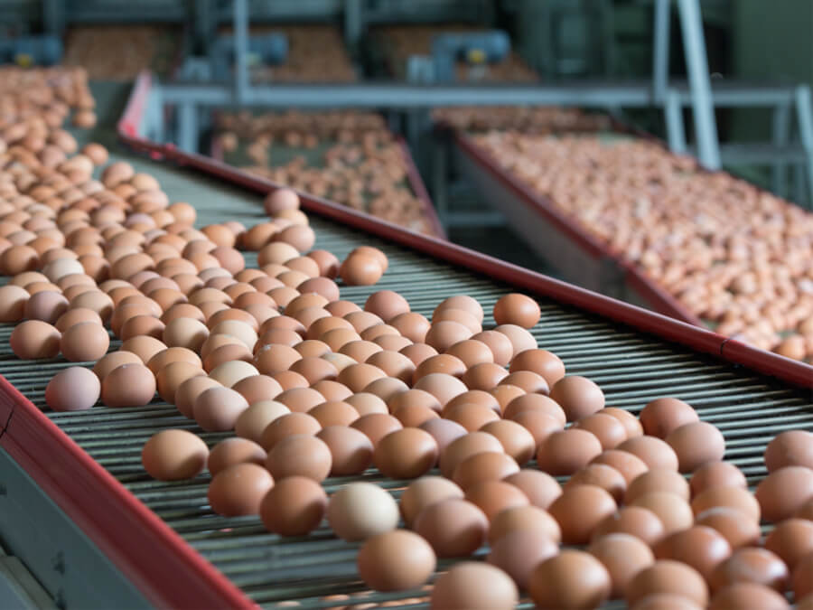 Egg industry insight