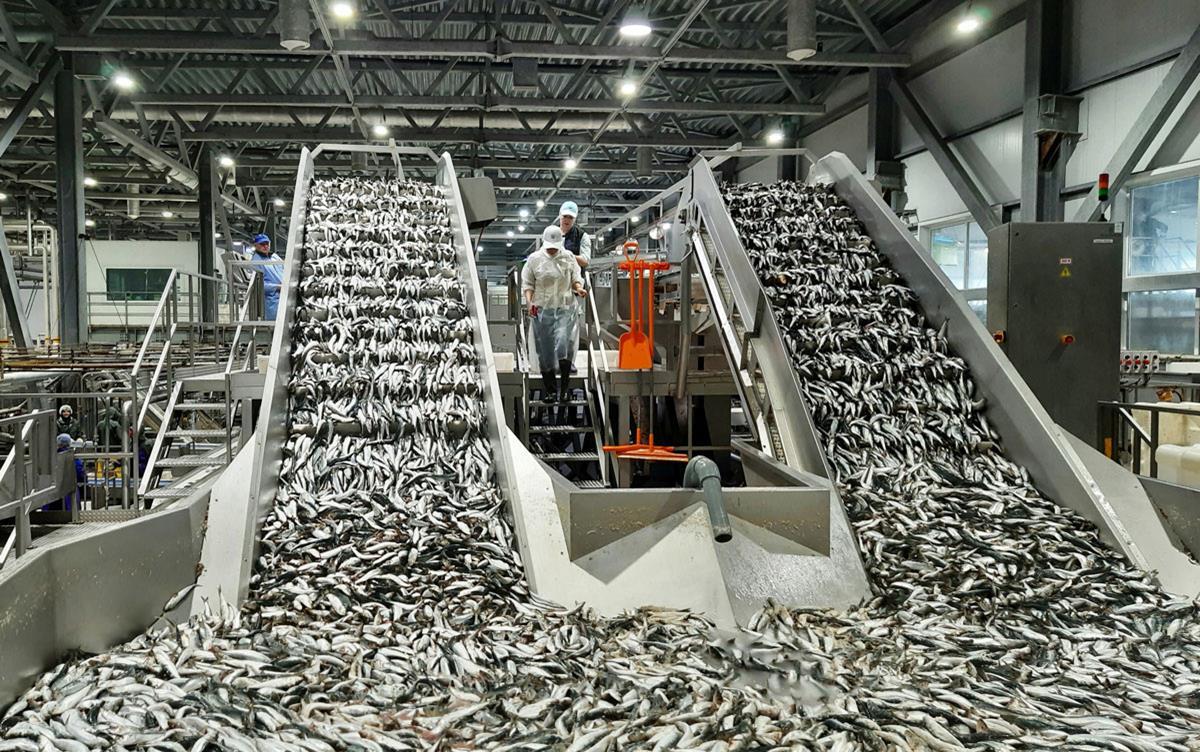 Fish industry insight
