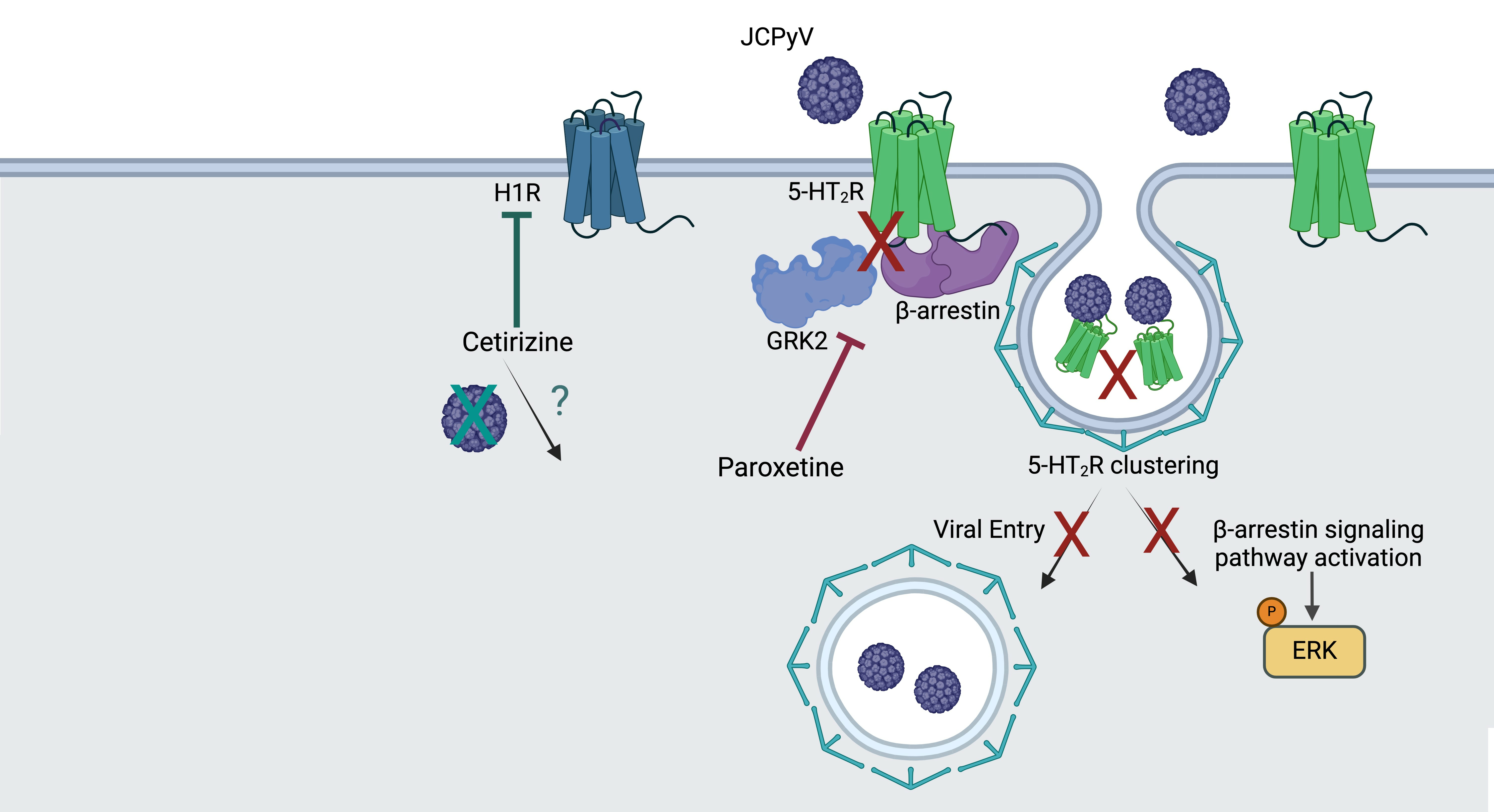 Gpcr Inhibitors industry insight