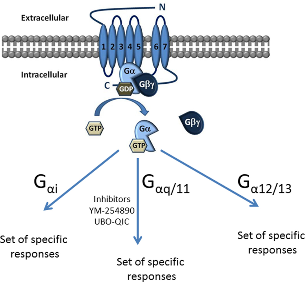 Gpcr Inhibitors industry insight