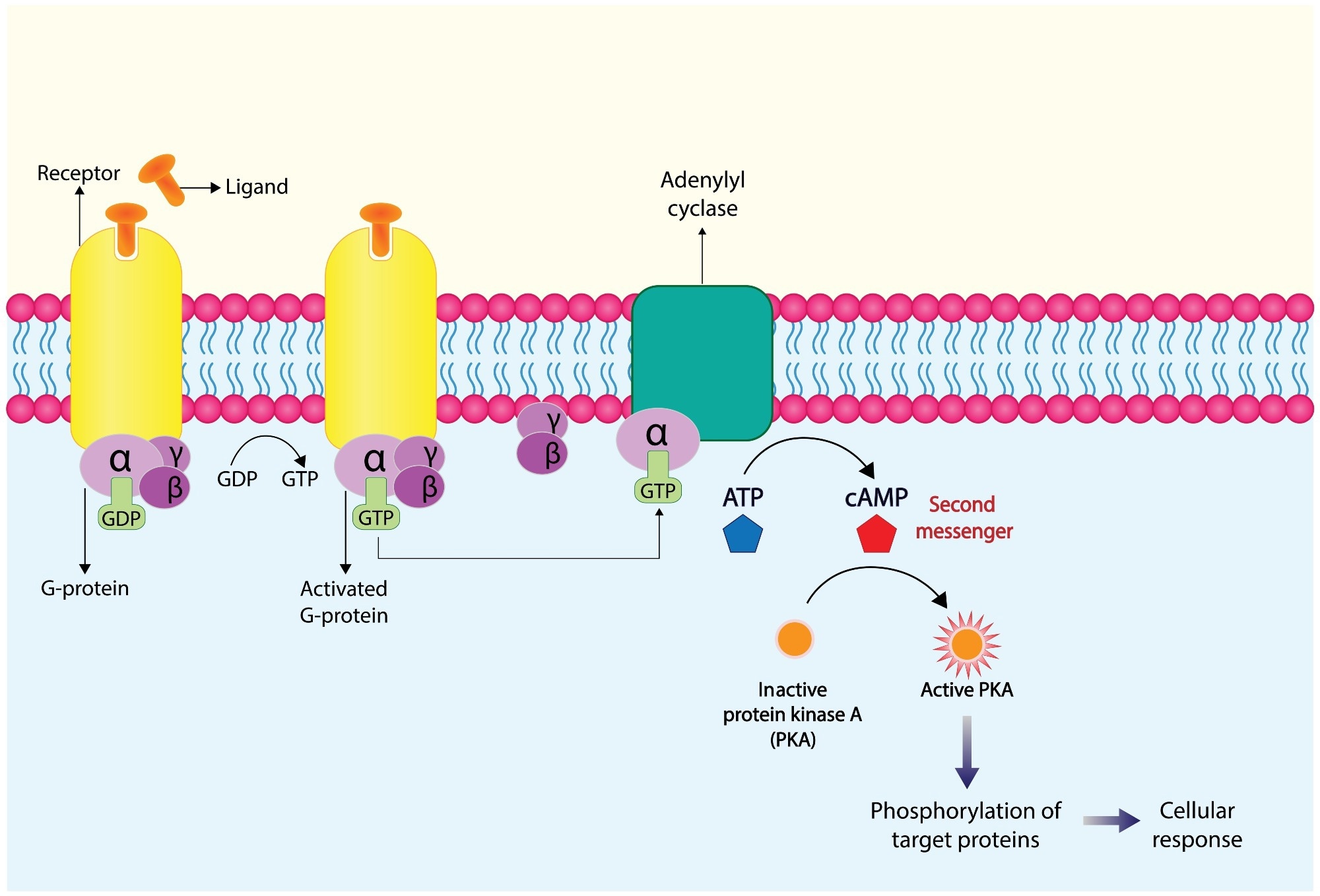 Gpcr Inhibitors industry insight