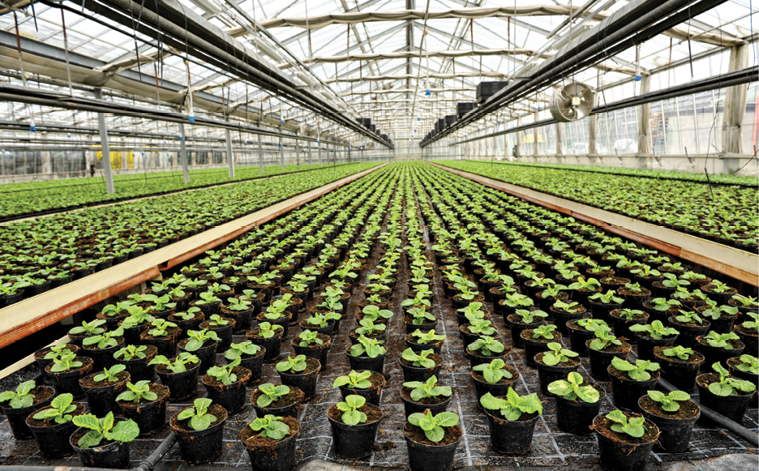Greenhouse industry insight