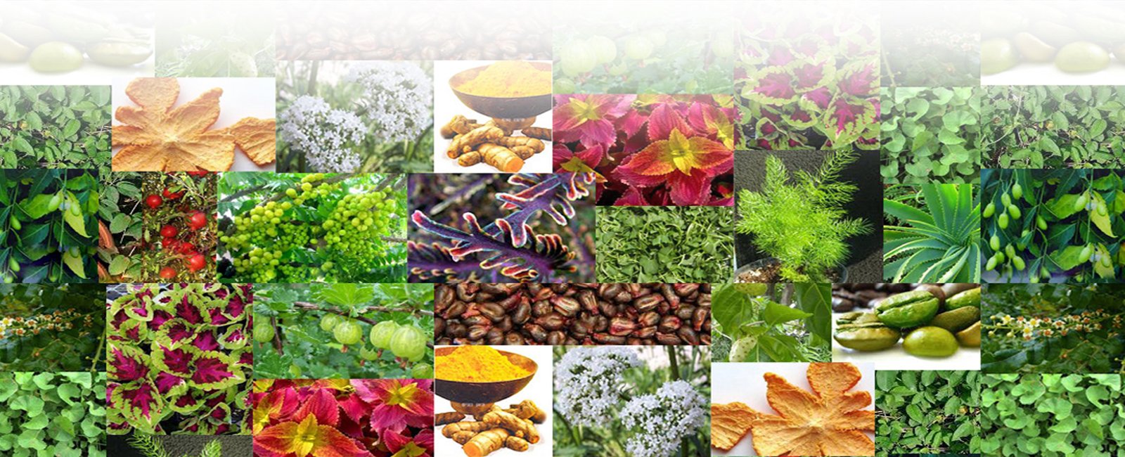 Herbal Extract Manufacturers, Botanical Extract Suppliers