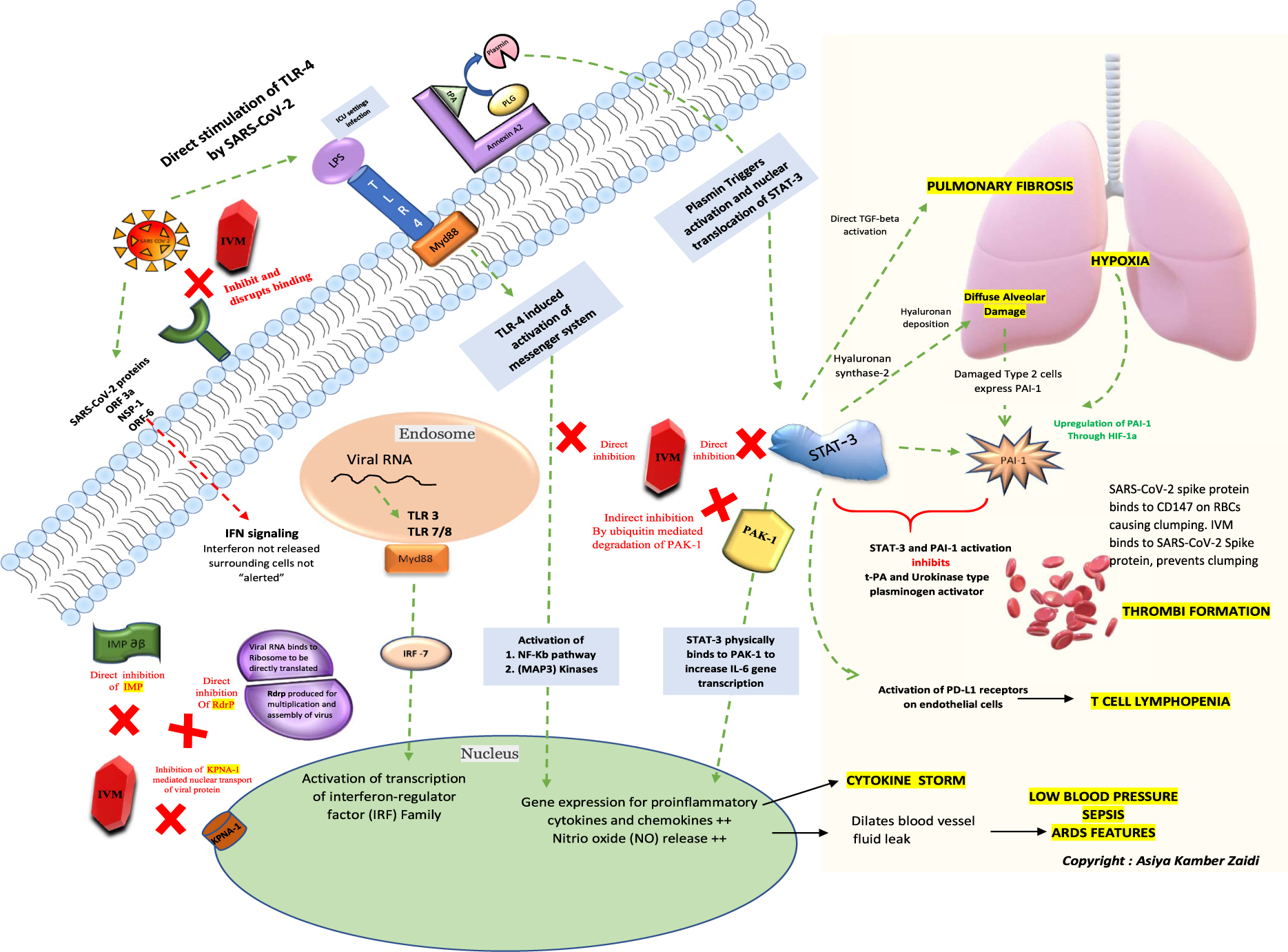 Ivermectin: Uses, Interactions, Mechanism of Action