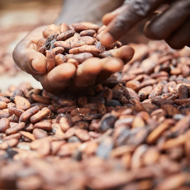 Leading Cocoa Ingredients Supplier